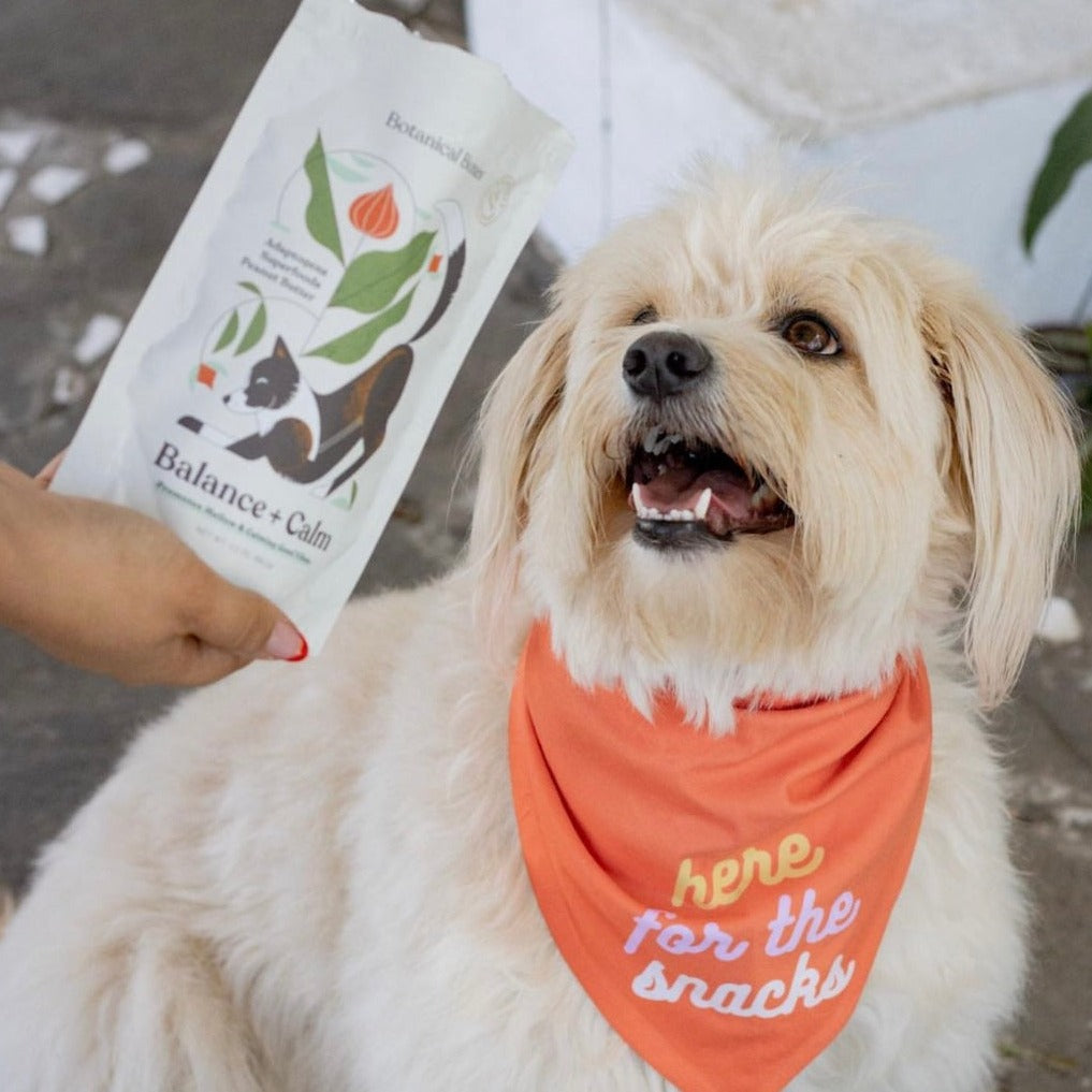Balance + Calm 2-Pack | Calming Dog Treats for Anxiety Relief