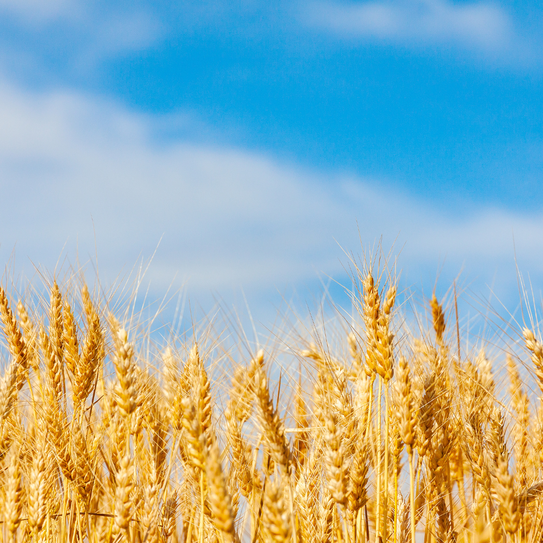 field of oats with blue sky