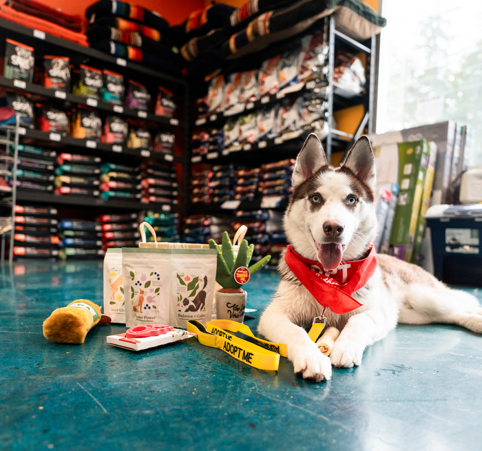 cute rescue dog in a pet store with dog treats 