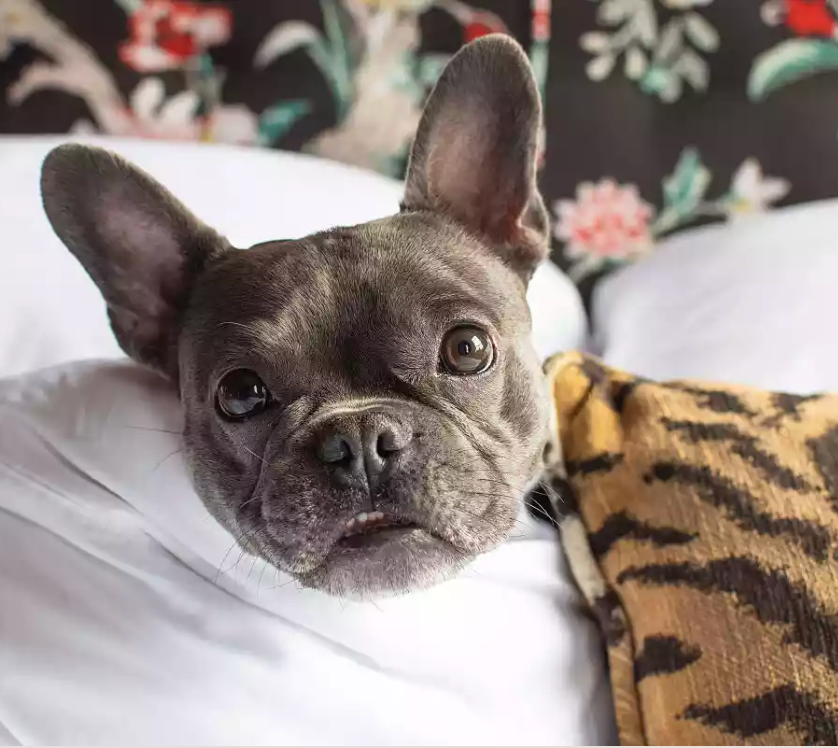 Asheville Dog-Friendly Guide: Hotels