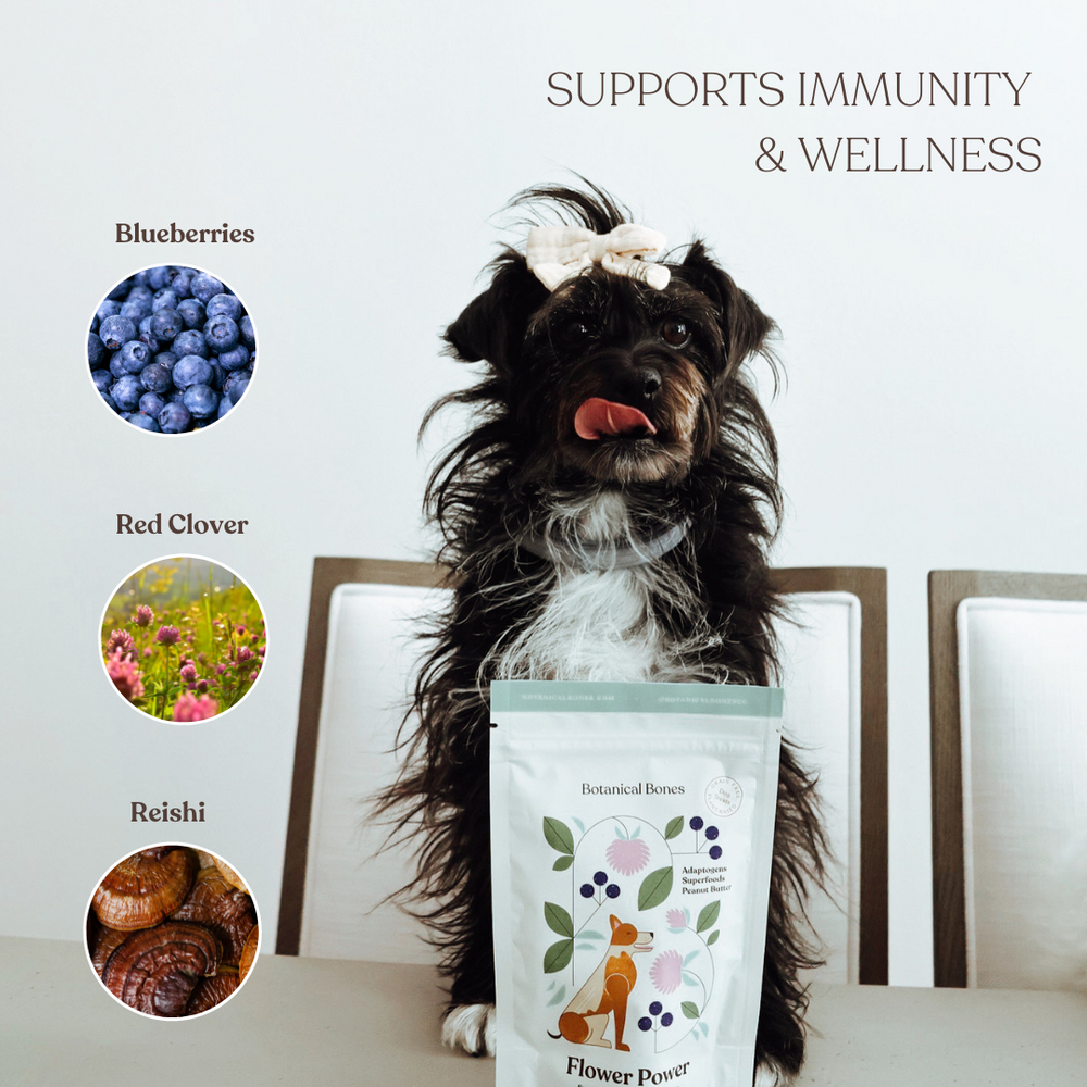 
                  
                    Flower Power 2-Pack | Immune Boosting Dog Treats for Longevity
                  
                