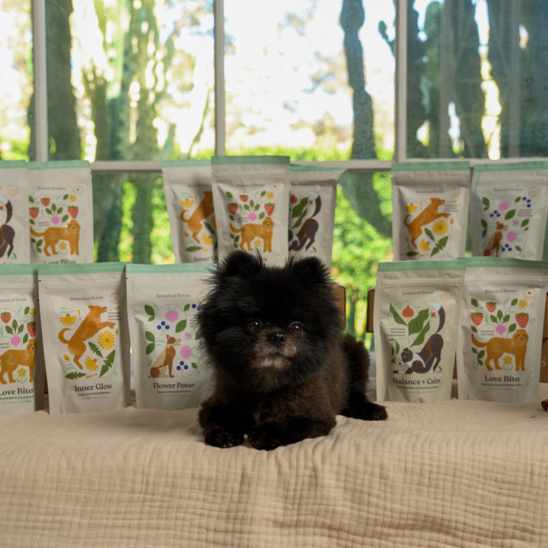 
                  
                    Small black dog sitting on a surface with bags of dog food labeled 'Botanical Bones' in the background.
                  
                