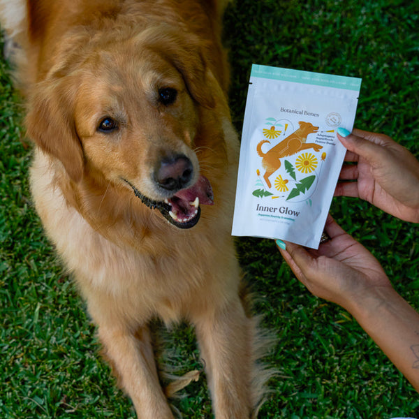 Dog looking at a package of inner glow dog treats held by a person on grass
